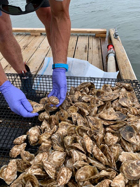 Oyster Farming Along Maine’s Coast – Innovative Approach Strengthens Coastal Communities