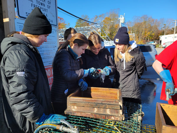 Soft-Shell Clam Recruitment with Downeast Institute