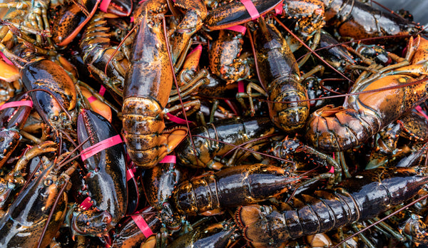 Our Response to Maine Lobster MSC Certification