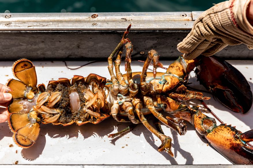 Sustainable Seafood: How Maine's lobster fishery ensures its sustainability