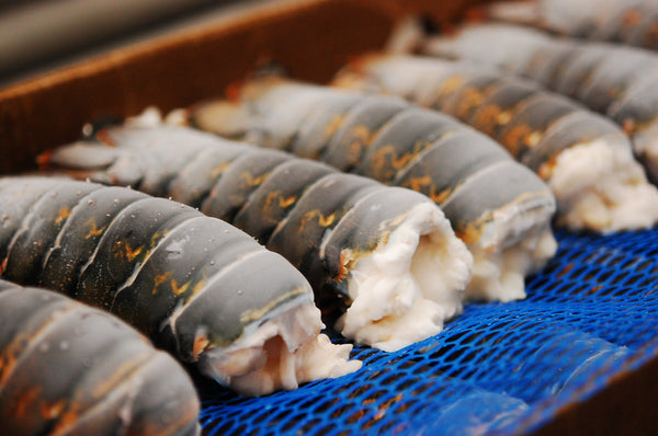 frozen Lobster tails