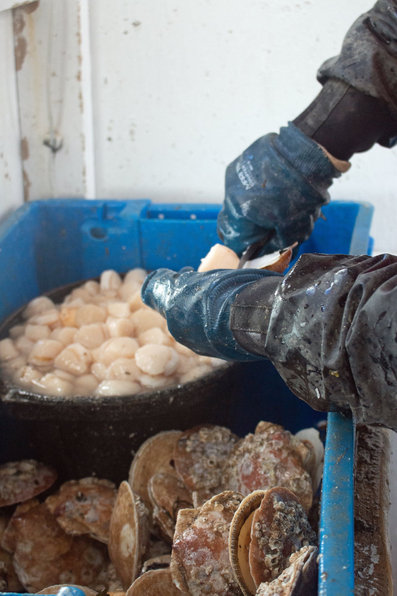 IT'S MAINE'S SCALLOP SEASON!